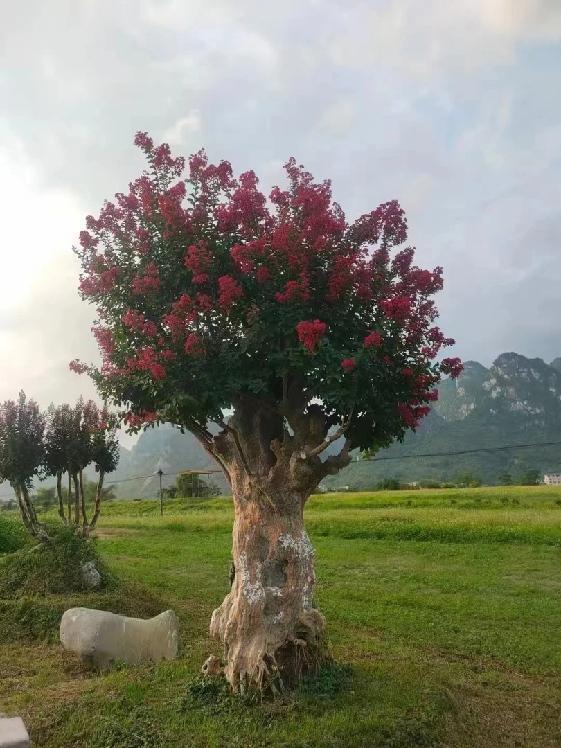 马灵光川黔紫薇老桩盆景适合庭院景观种植