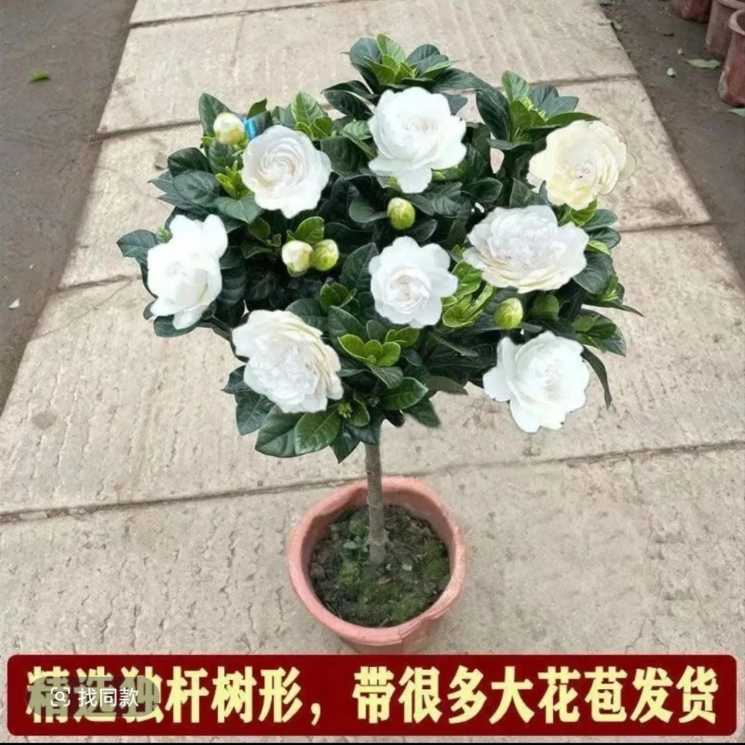 大叶牡丹栀子花盆栽带花苞阳台花卉植物室外四季开花浓香老桩好养