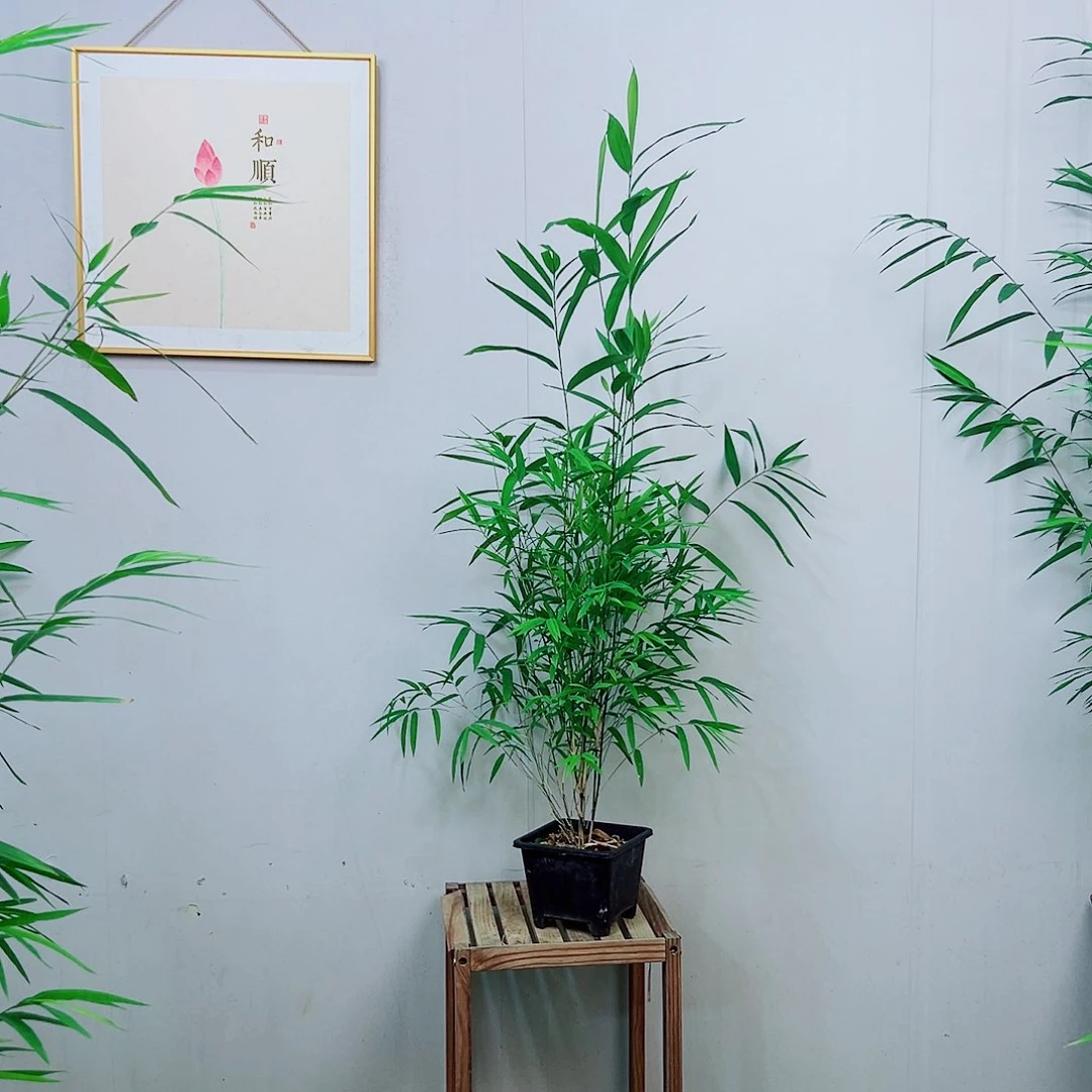 不开花植物内门竹