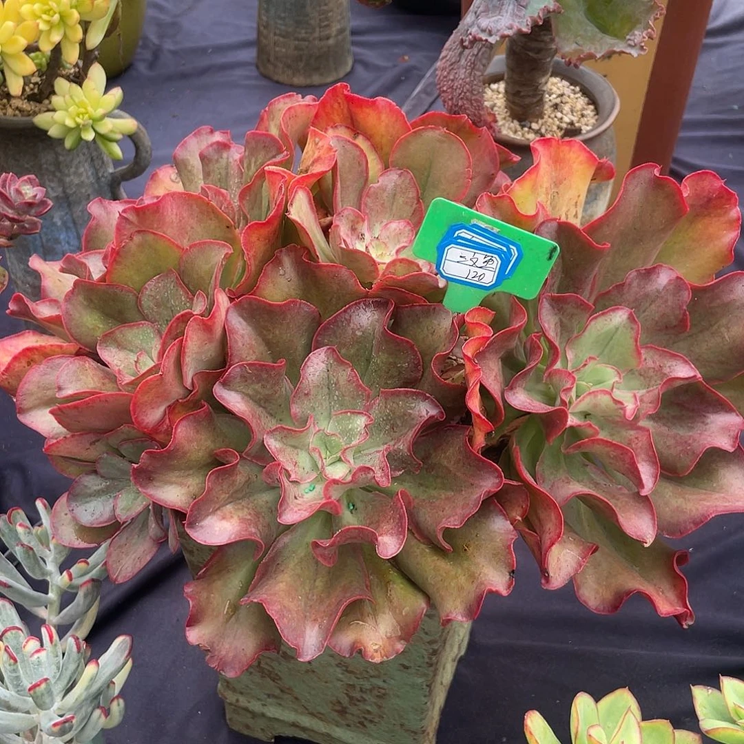 完全开放初吻大的分钟的视频终于