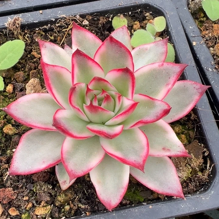 吉赛尔锦一物一拍锦龙