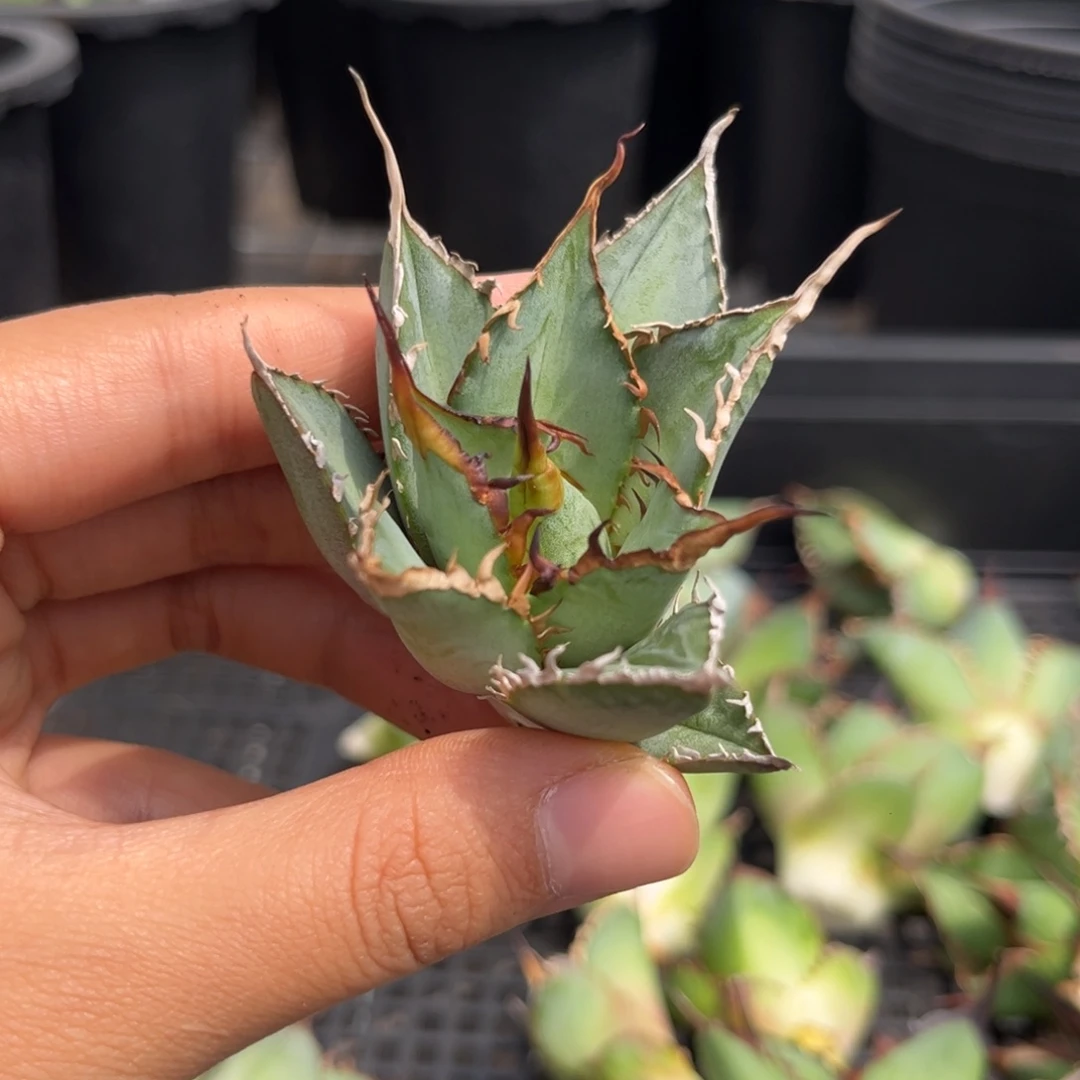 龙舌兰仁王冠芽子