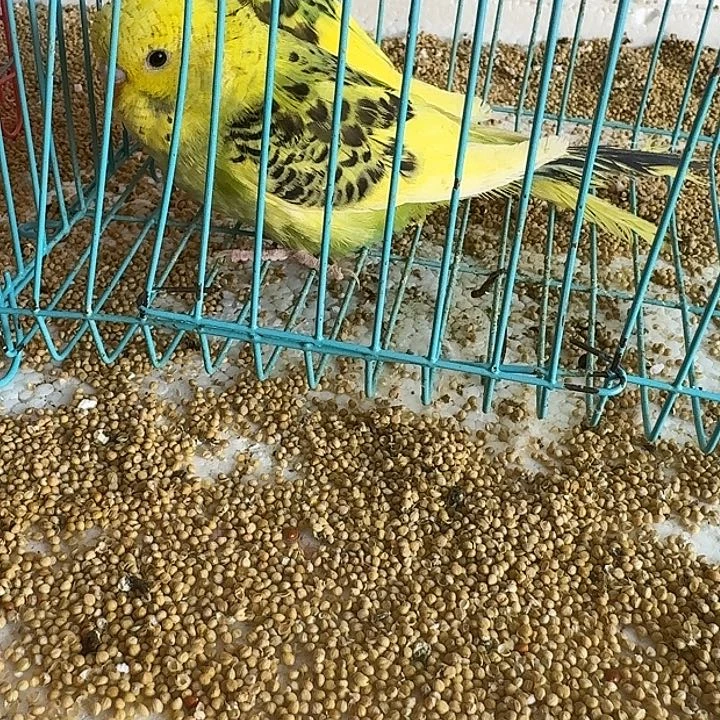 虎皮鹦鹉大头在线