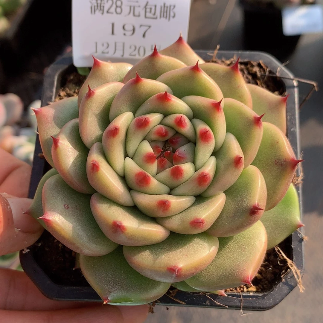 【闪购商品】云197