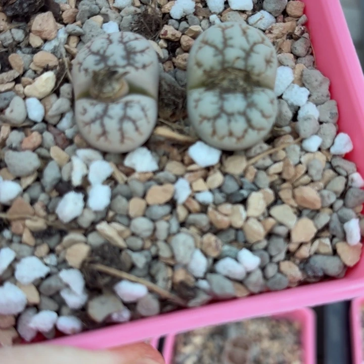 714c188云映玉两颗双