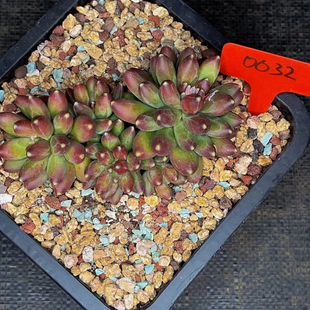 0032号晚上多肉植物群生