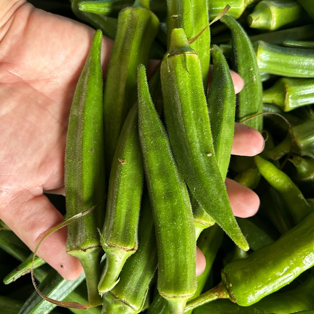 临安放心菜新鲜黄秋葵2斤现摘发货嫩营养高1斤黄秋葵