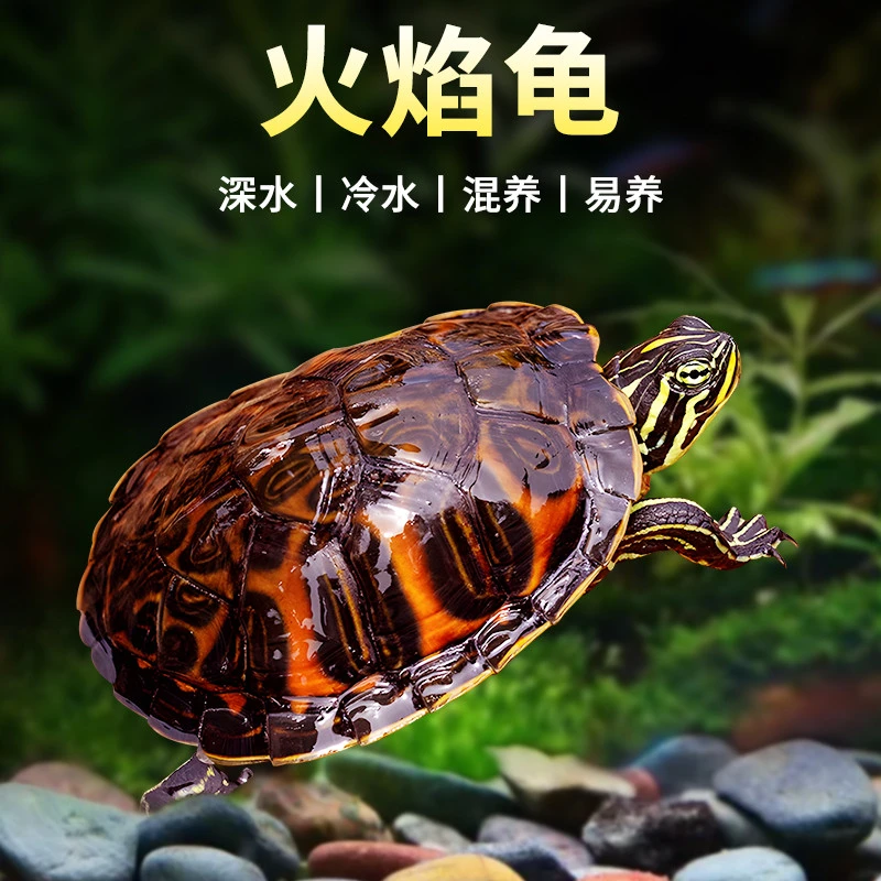 深水火焰龟乌龟活物鱼缸混养观赏龟高级家养小乌龟宠物黄耳龟冷水