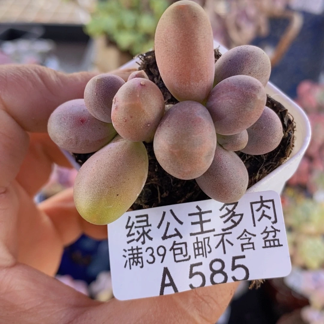糖果美人5cm585多肉植物