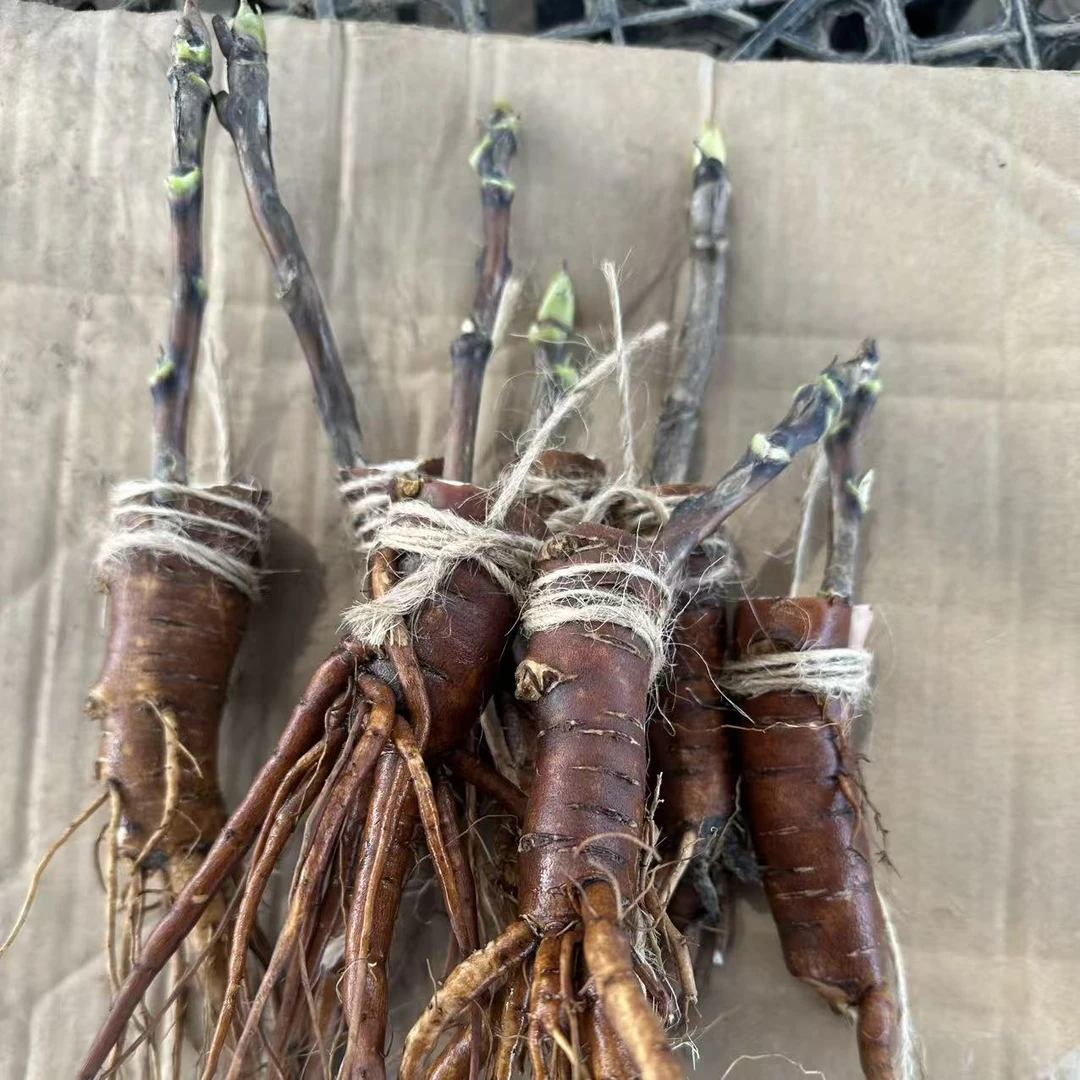 精品菏泽牡丹嫁接1年苗