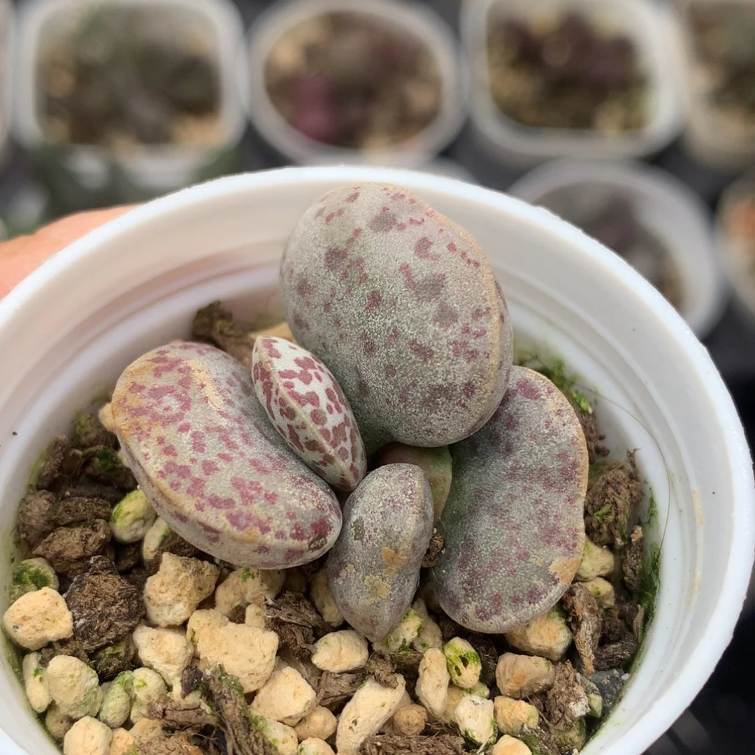 花蛋 双头一物一拍
