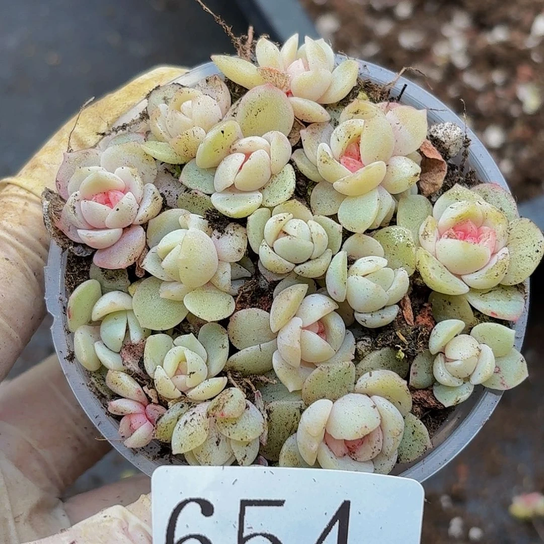 多肉植物多肉植物654