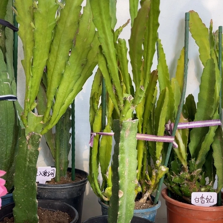 当前无花栽培后可以开花永***忆橙鱼