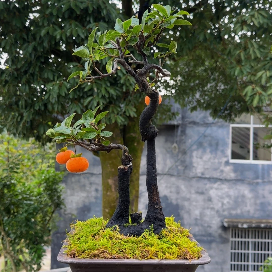 完全开放金弹子盆景一物一景