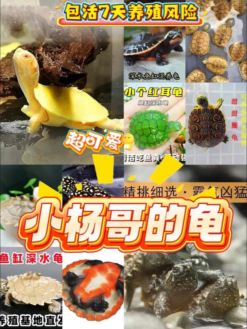 小杨哥的乌龟，选乌龟链接，下单链接宠物龟观赏龟现货发货，