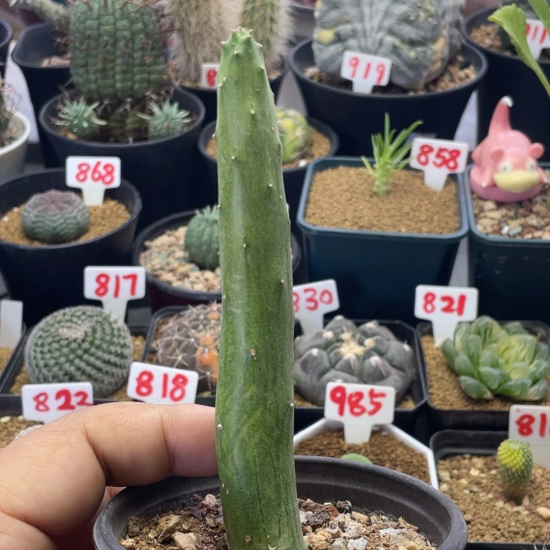 夏丸菊 脱土包邮非偏远