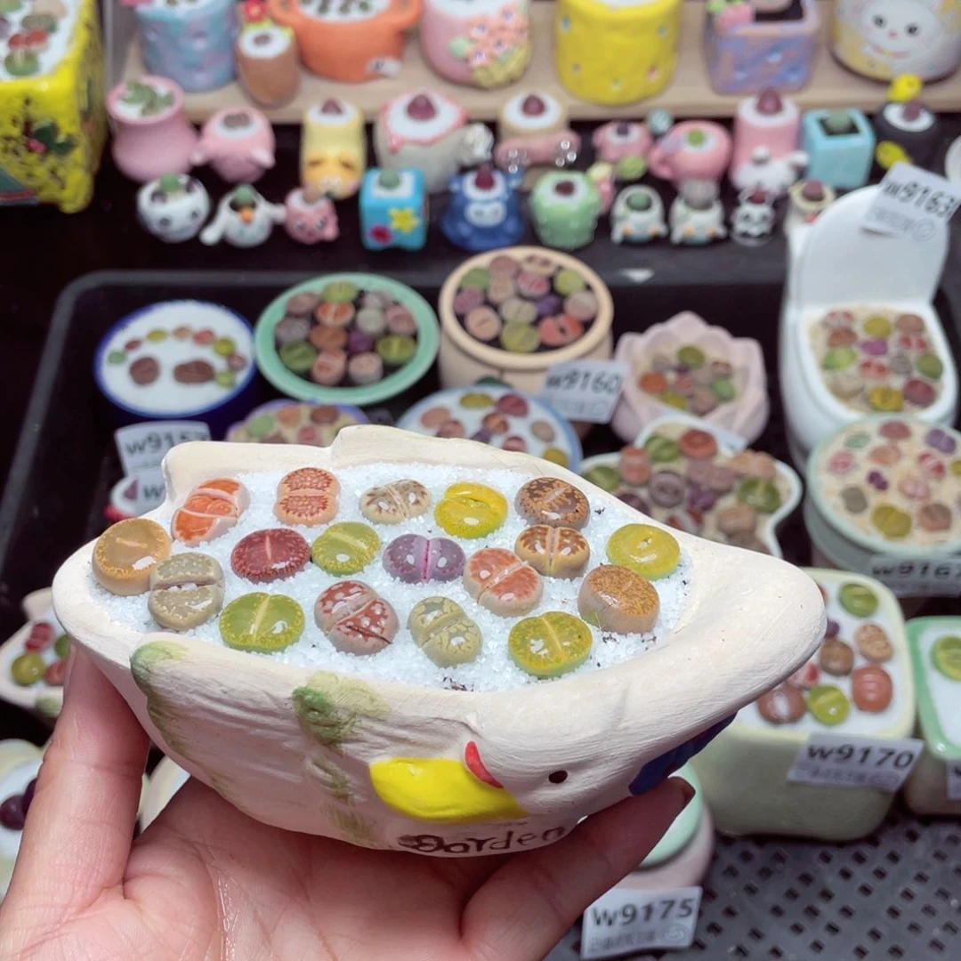 w9167 -带盆土发货，零下地区拍保温箱