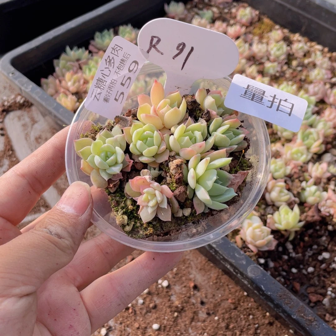 云糖心多肉植物559