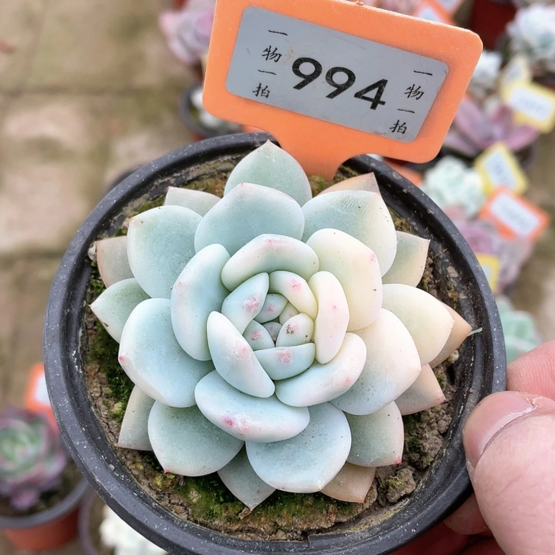 【闪购商品】994号