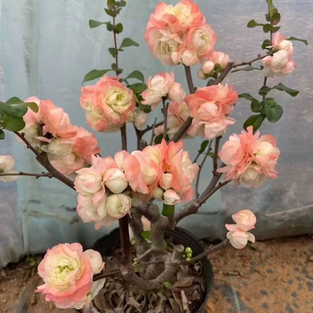 苹果棠盆景绿植盆栽