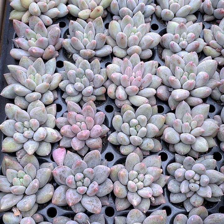 小红蜻蜓1元带土发