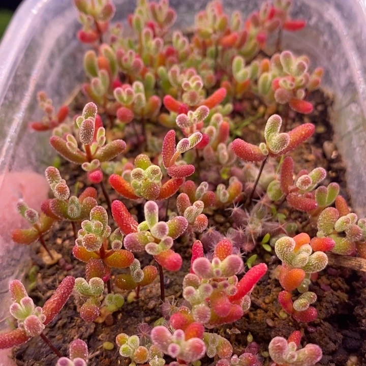 无花朵26混合切糕（十个品种）。