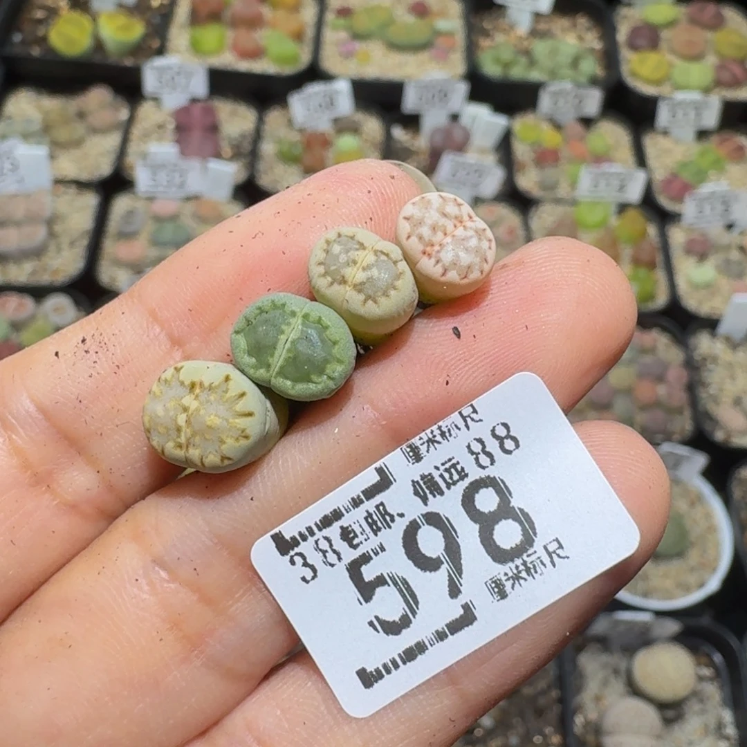 不***堡Ssss精品生石花598