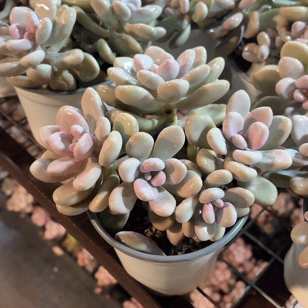 桃蛋多肉11㎝盆带盆发货