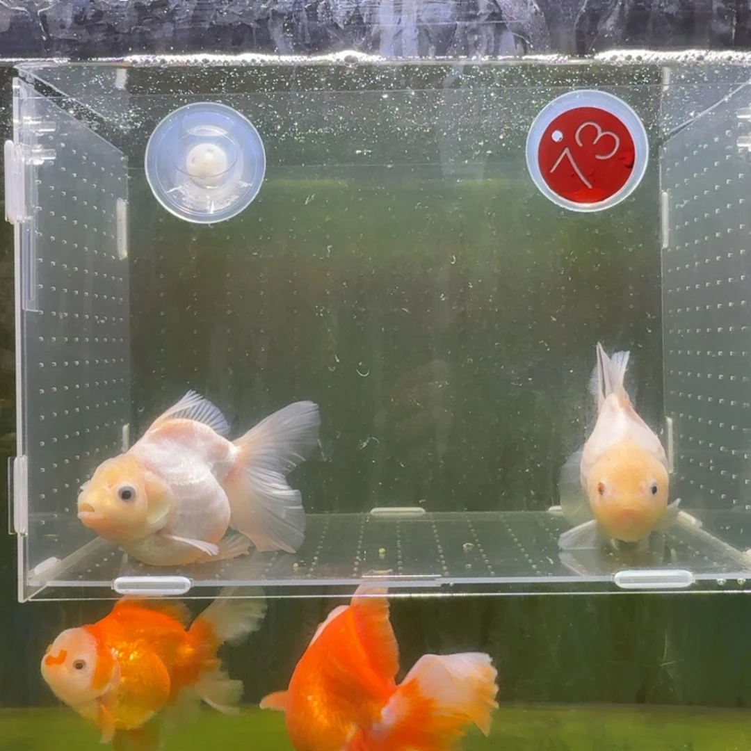 金鱼兰寿泰狮金鱼