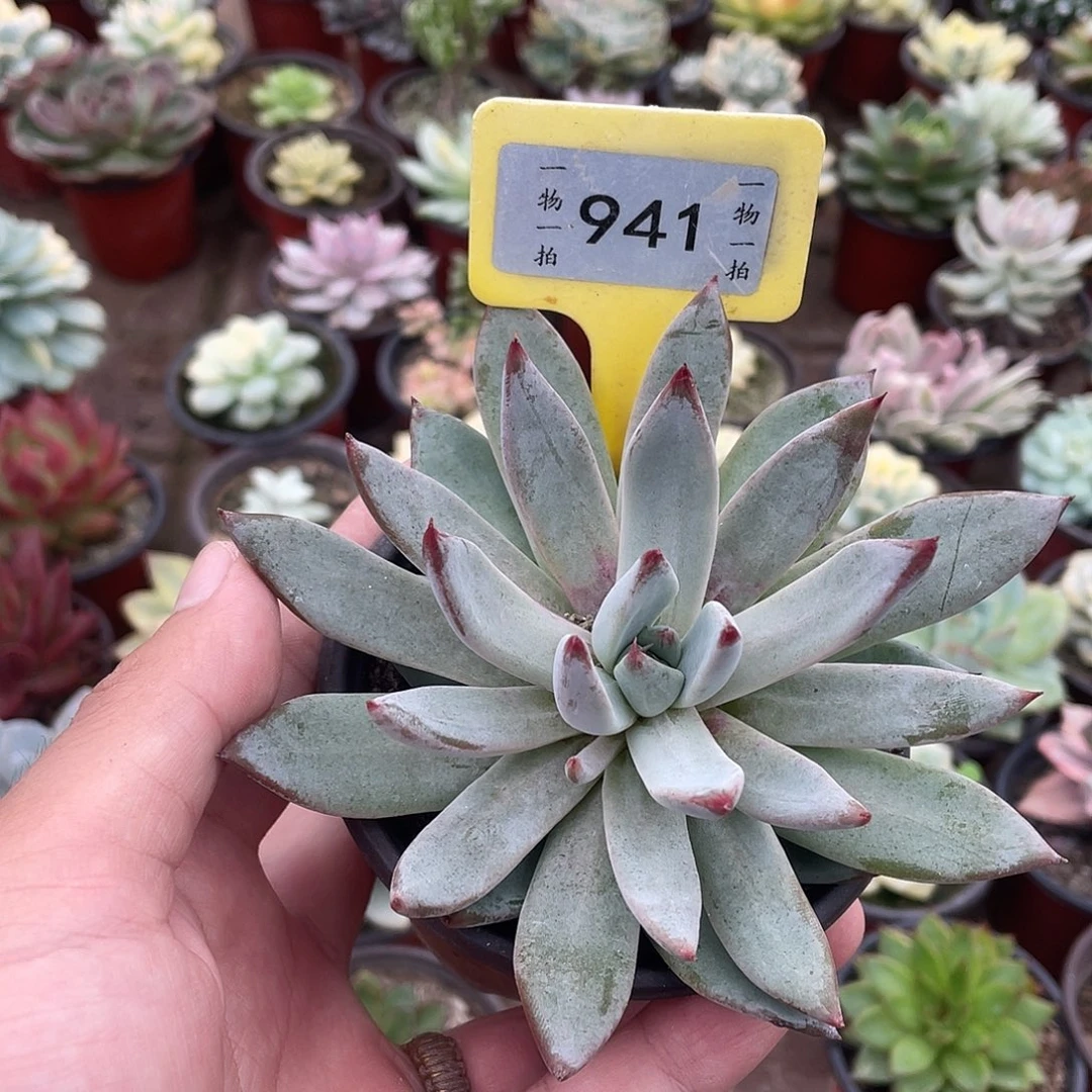 就***哈941号多肉植物盆栽