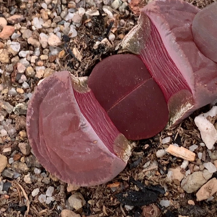 精品多肉植物精品多肉全窗酒红紫勋