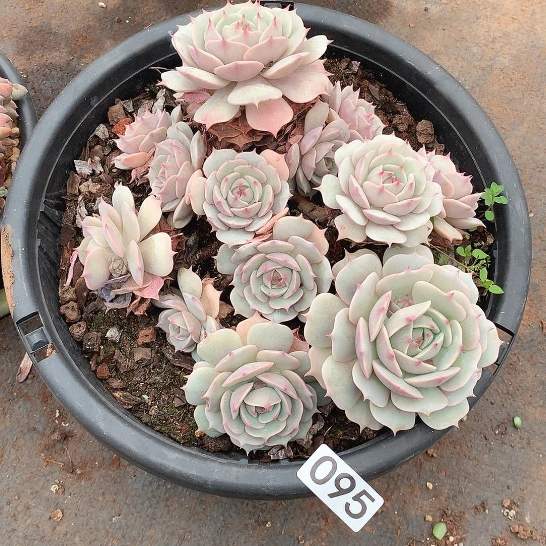 095露娜莲 一物一拍多肉