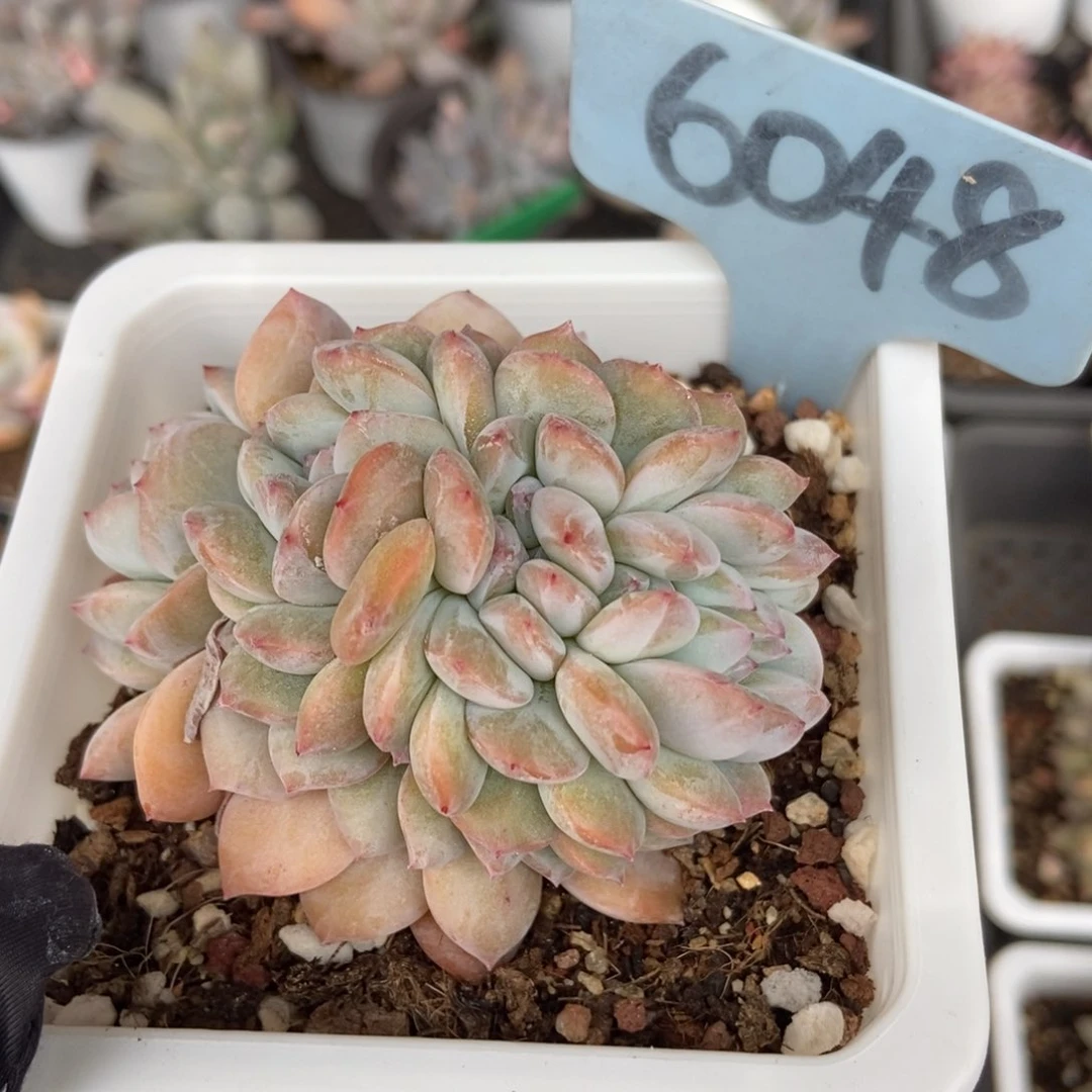 6048石榴籽缀多肉植物保护