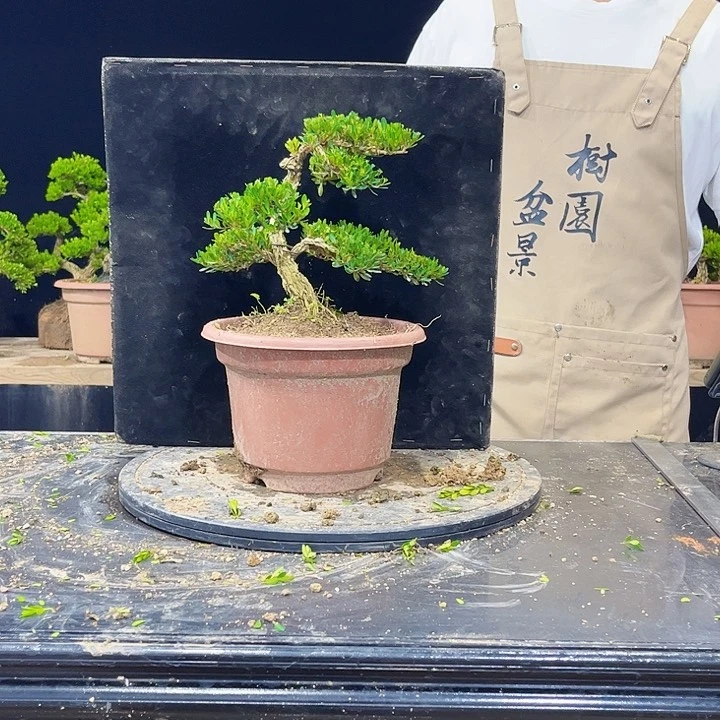 无花朵黄杨盆景四季常青