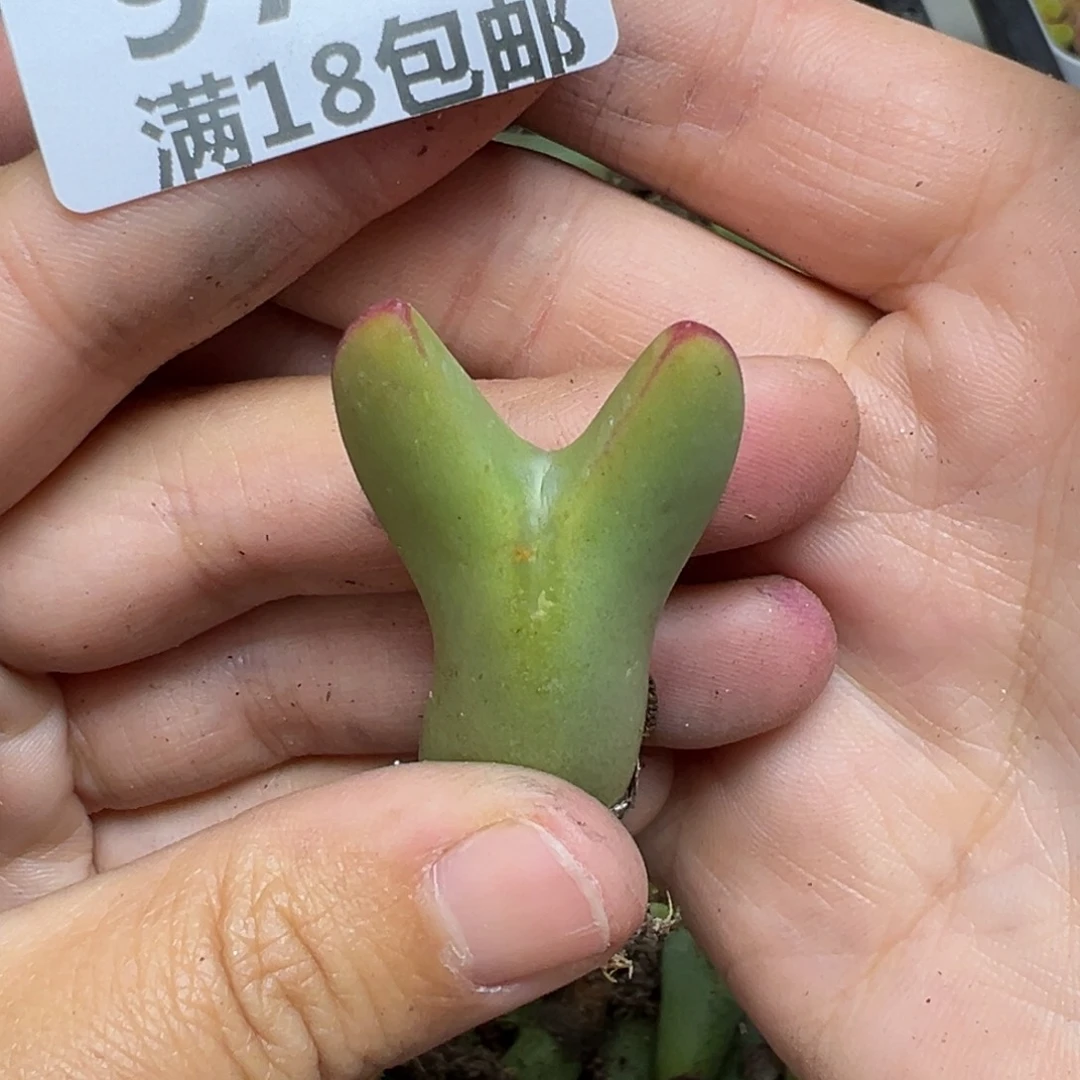 【闪购商品】973……