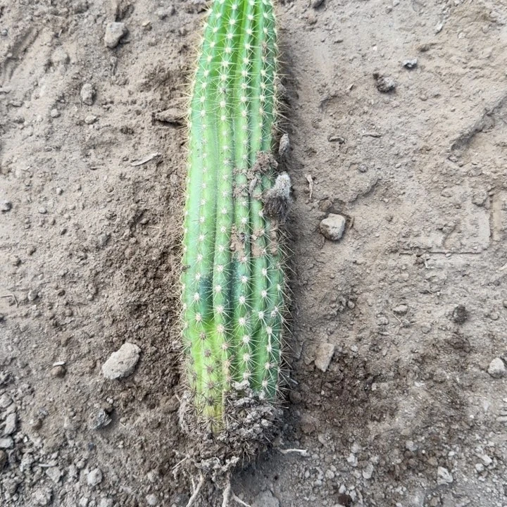 398新品毛花柱落地无木心斑根