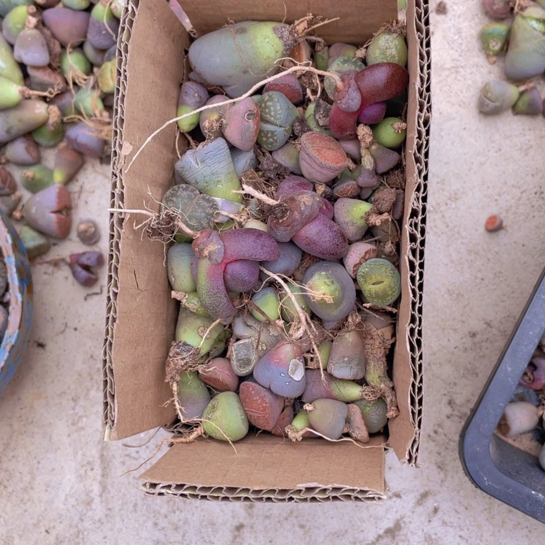 一箱脱土单头88888888888