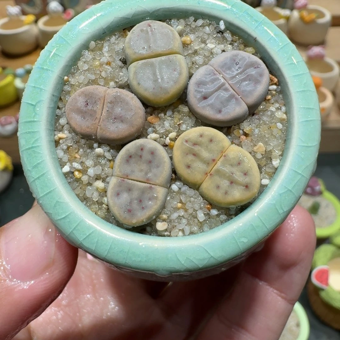 蘑菇1022草莓惜春多肉植物