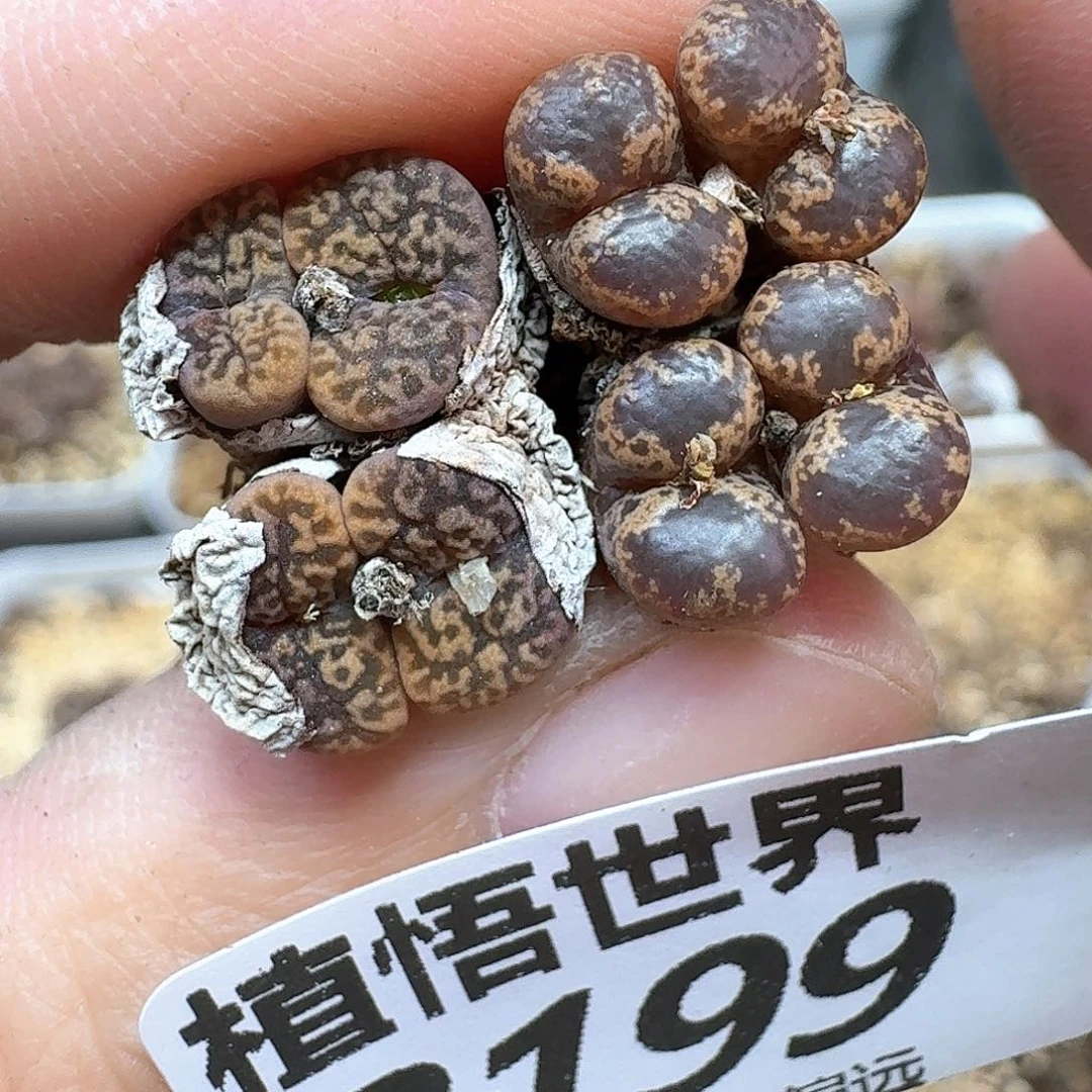 多肉植物多肉植物d