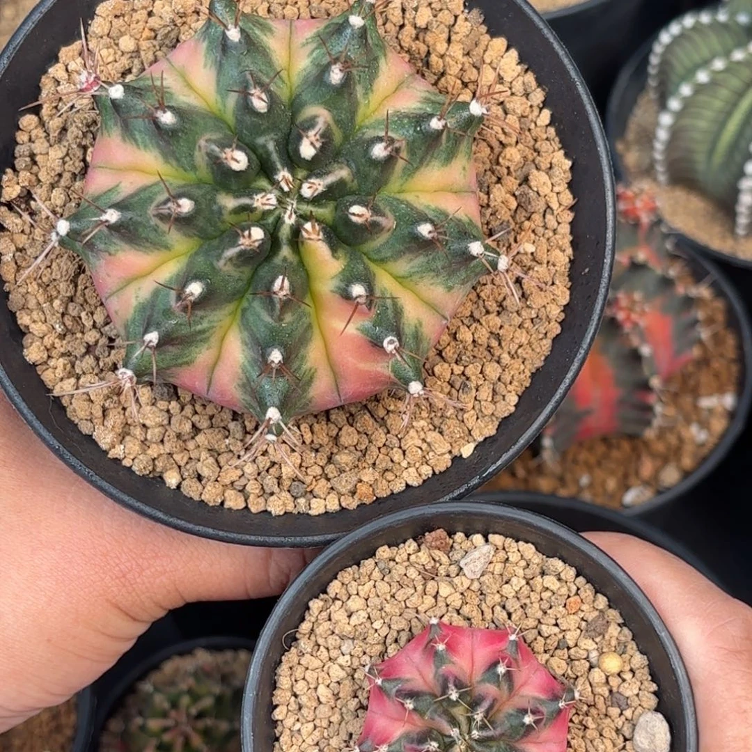 泰系米哈满月小的价格618