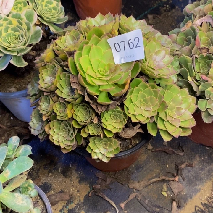 桃花石多肉断头不包0762