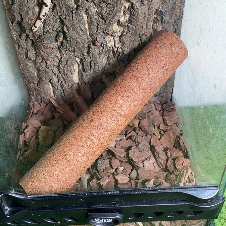 睫角守宫链接879990