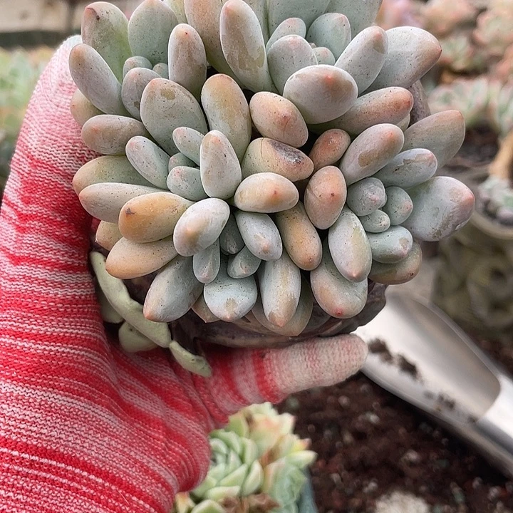 多肉植物多肉植物