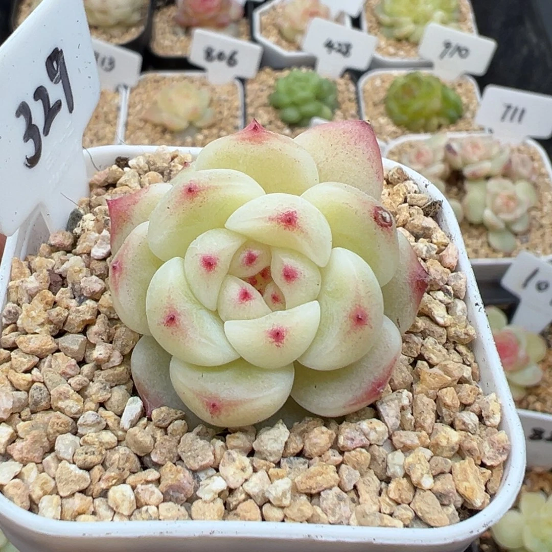 329号玩家货 晗雨多肉