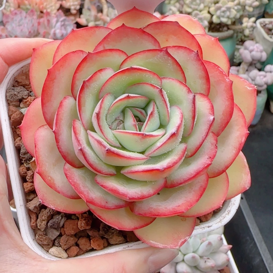 多肉植物6612……………