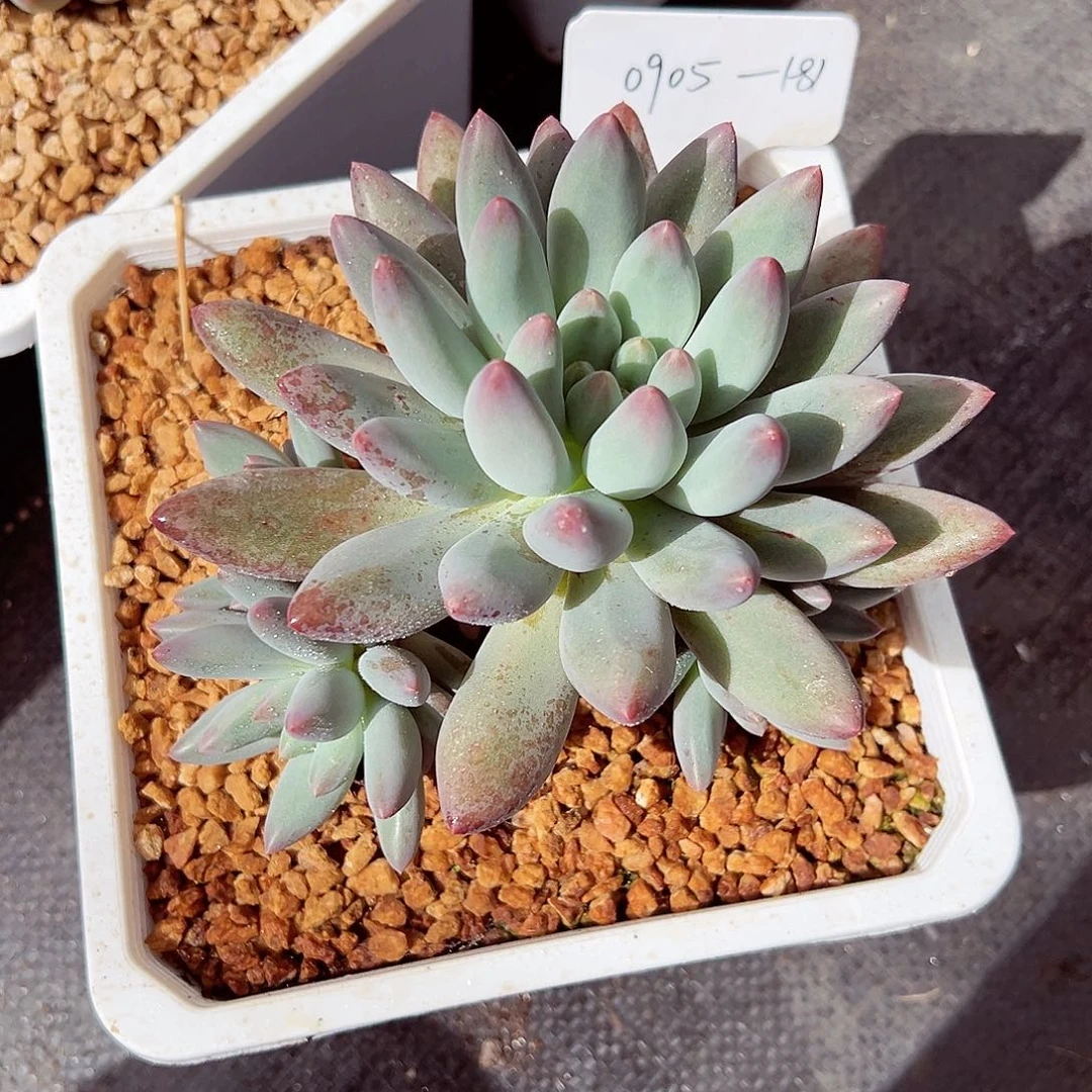 0905-181绝绝子gupin