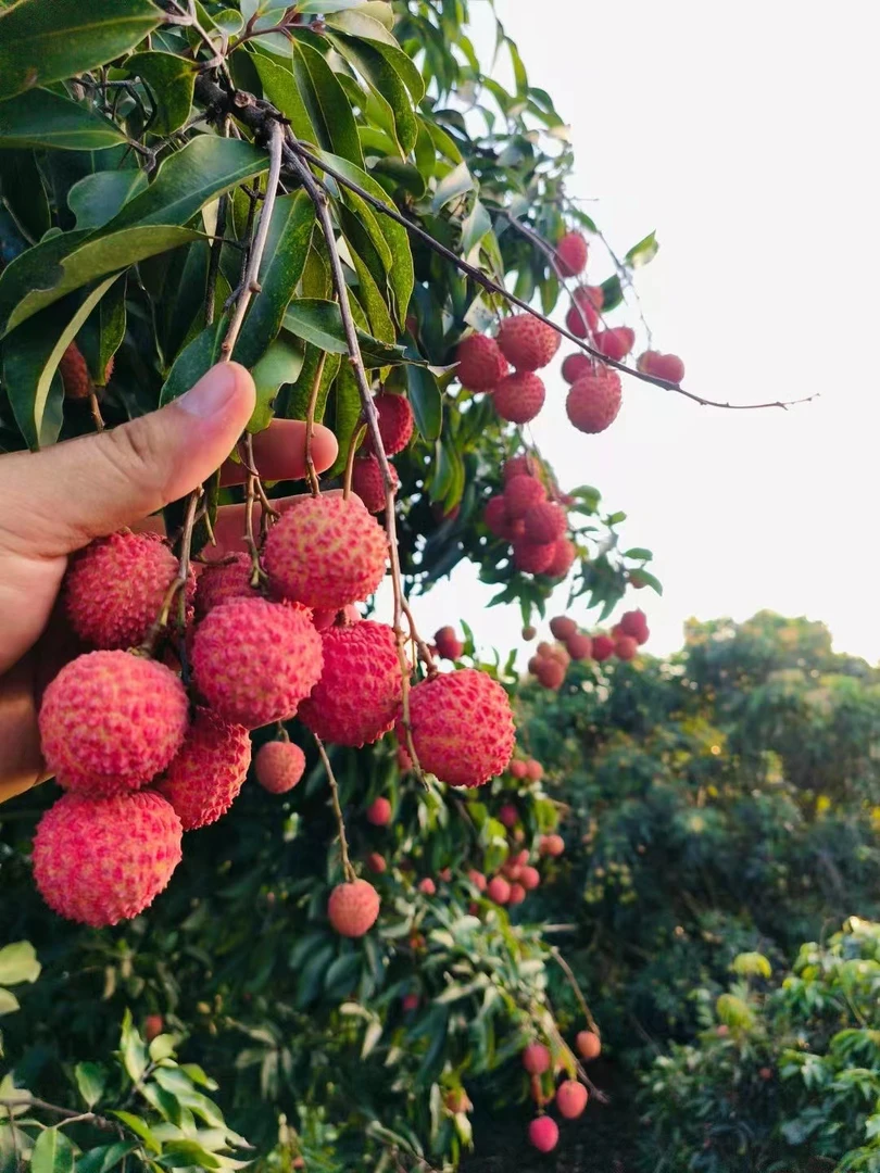 本地桂味荔枝现摘现货