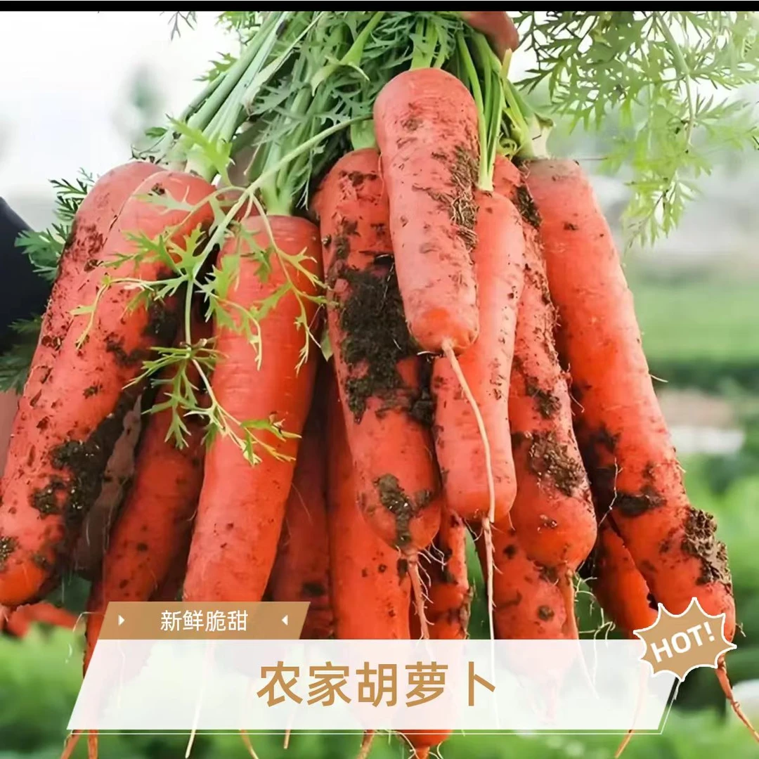 2025山东头茬胡萝卜脆甜多汁现挖现发新鲜胡萝卜带箱3/5/9斤
