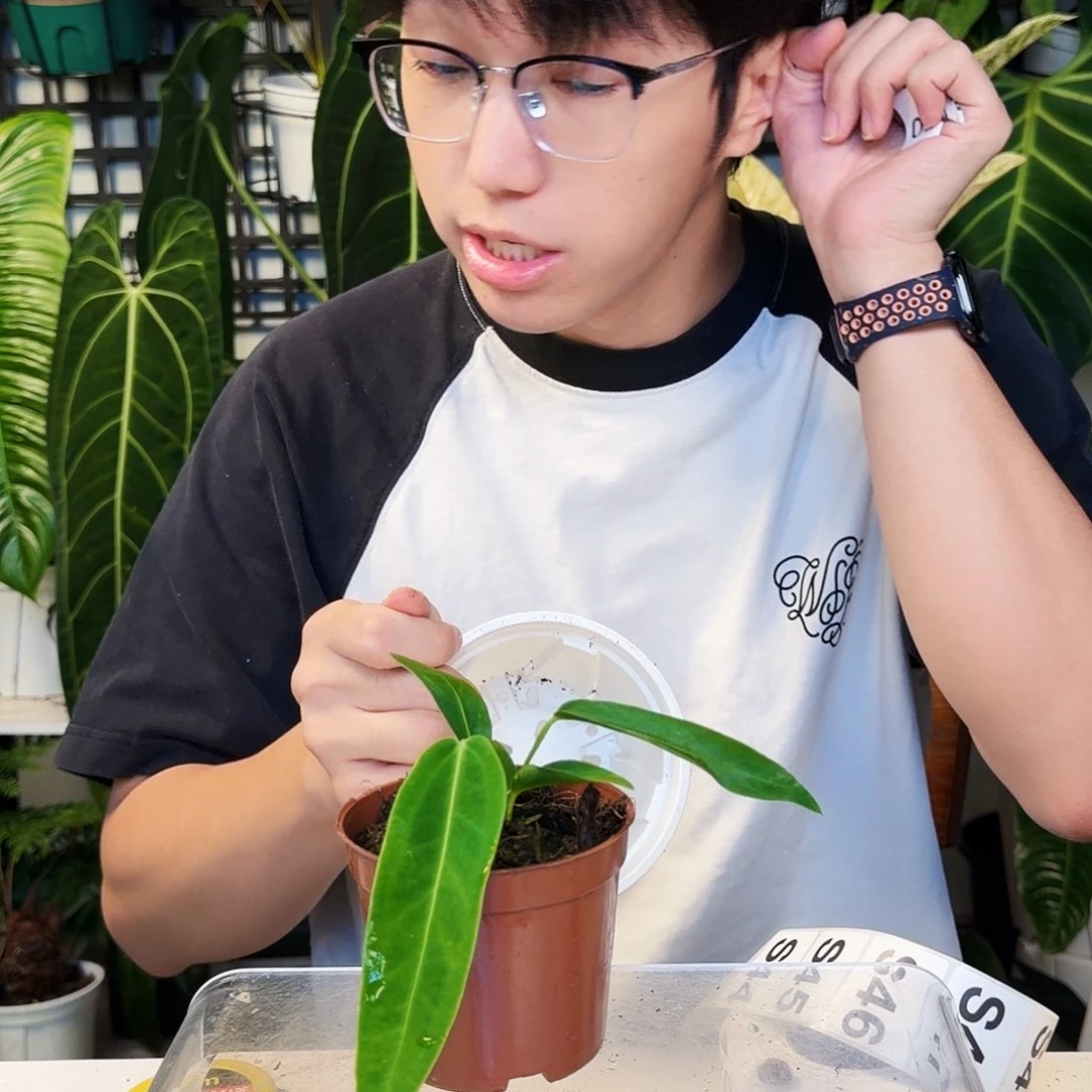 不开花植物S42 火鹤后