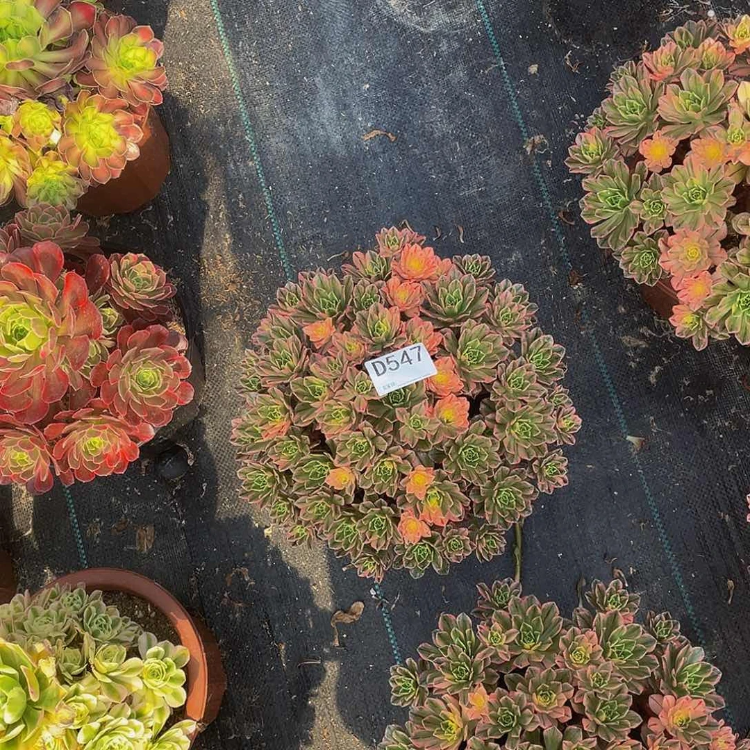 小*子甜茶多肉     547